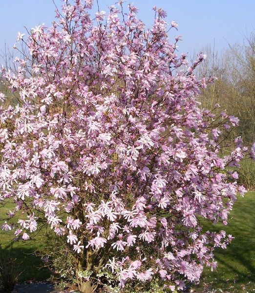 Magnolia loebneri 'Leonard Messel'